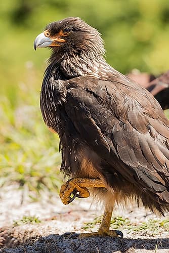 Striated caracara adult resting with one foot up, Carcass Island, Falkland Islands, South Atlantic Art Print